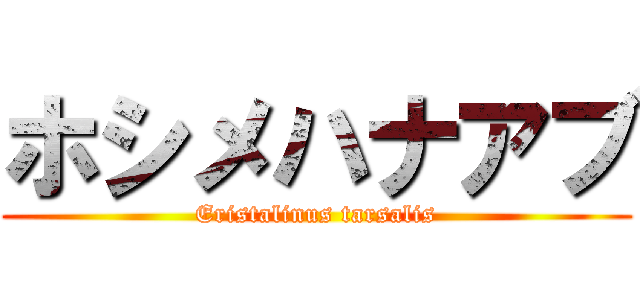 ホシメハナアブ (Eristalinus tarsalis)