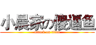 小晨家の傻逼鱼 (attack on titan)