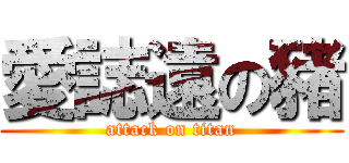 愛誌遠の豬 (attack on titan)