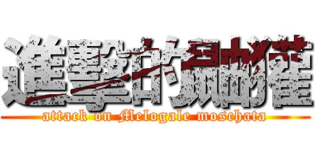 進擊的鼬獾 (attack on Melogale moschata)