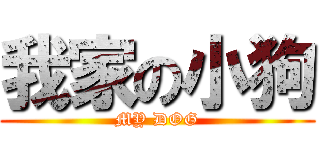 我家の小狗 (MY DOG)
