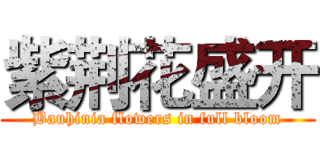 紫荆花盛开 (Bauhinia flowers in full bloom)