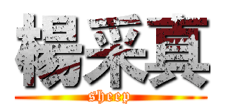 楊采真 (sheep)