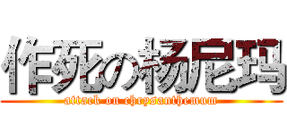 作死の杨尼玛 (attack on chrysanthemum)