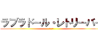 ラブラドール・レトリーバー (いぬごや)