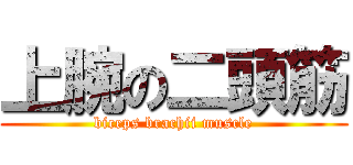 上腕の二頭筋 (biceps brachii muscle)