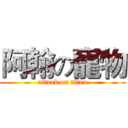 阿翰の寵物 (attack on titan)