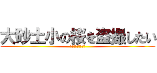 大砂土小の桜を盗撮したい (未だ体は起きません)