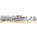 植物免疫のしくみ (Plant immunity)