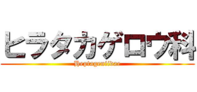 ヒラタカゲロウ科 (Heptageniidae)