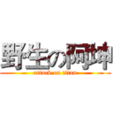 野生の阿坤 (attack on titan)