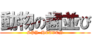 動物の歯並び (SPY  HEAVEN)