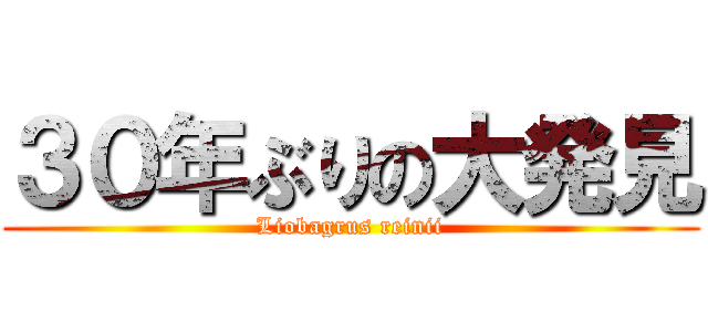 ３０年ぶりの大発見 (Liobagrus reinii)