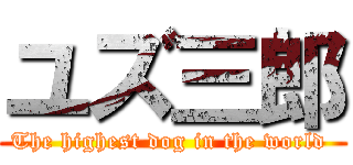 ユズ三郎 (The highest dog in the world )