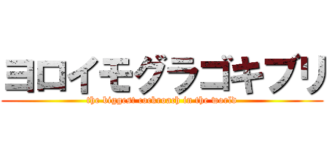 ヨロイモグラゴキブリ (the biggest cockroach in the world)