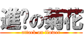 進擊の菊花 (attack on flower)