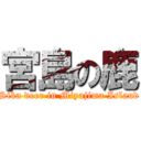 宮島の鹿 (Sika deer in Miyajima Island)