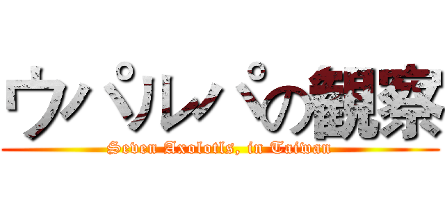 ウパルパの観察 (Seven Axolotls, in Taiwan)