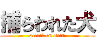 捕らわれた犬 (attack on titan)