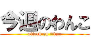 今週のわんこ (attack on titan)