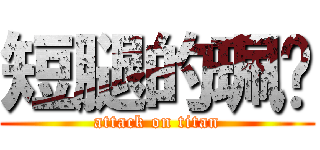 短腿的珮瑄 (attack on titan)