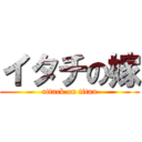 イタチの嫁 (attack on titan)