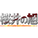 桜井の旭 (Asahi of Sakurai)