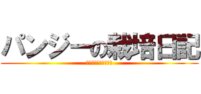 パンジーの栽培日記 (クラスイノベーション)