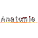 Ａｎａｔｏｍｉｅ  (Le dernier espoir des P1)