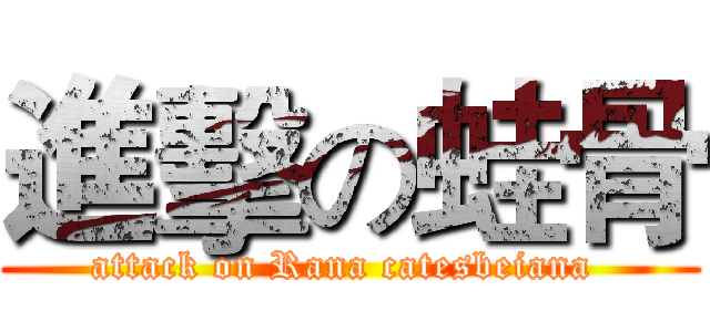 進擊の蛙骨 (attack on Rana catesbeiana )