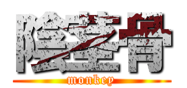 陰茎骨 (monkey)