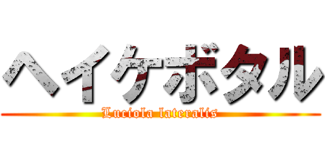 ヘイケボタル (Luciola lateralis)