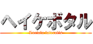 ヘイケボタル (Luciola lateralis)