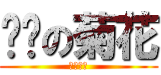 纯爱の菊花 (菊爆天下)