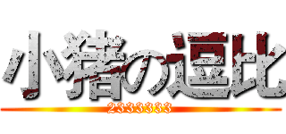 小猪の逗比 (2333333)