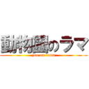 動物園のラマ (zoo on lama)
