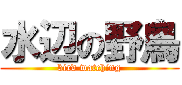 水辺の野鳥 (bird watching)