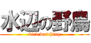 水辺の野鳥 (bird watching)