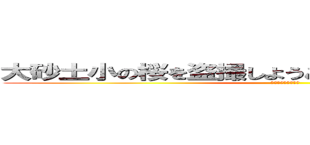 大砂土小の桜を盗撮しようとして６時間が経ちました (未だ体は起きません)