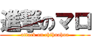 進撃のマロ (attack on chihuahua)