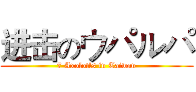 进击のウパルパ (7 Axolotls in Taiwan)