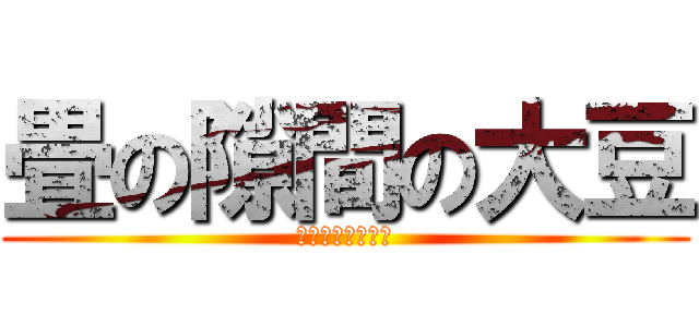 畳の隙間の大豆 (挟まって取れない)