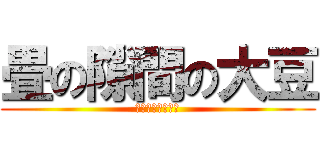 畳の隙間の大豆 (挟まって取れない)