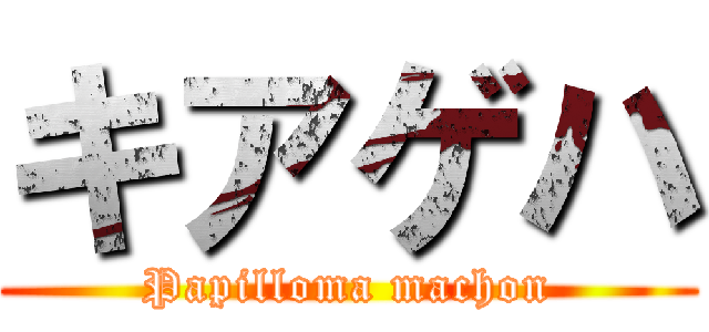 キアゲハ (Papilloma machon)