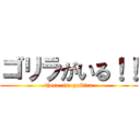 ゴリラがいる！！ (there  is  gollira)