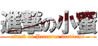 進撃の小蜜 (attack on Petaurus breviceps)