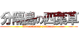 分隔島の四葉草 (Adventurous primrose)