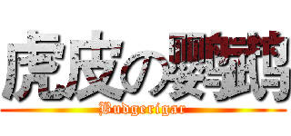 虎皮の鹦鹉 (Budgerigar)