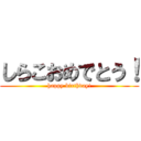 しらこおめでとう！ (happy birthday!)