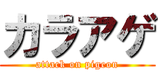 カラアゲ (attack on pigeon)